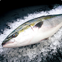 活〆鮮魚類 食品卸