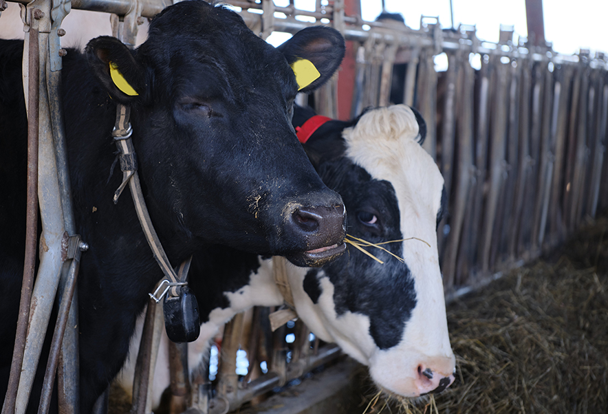 得する店は知っている！「交雑牛」とは？ - プレコネクスト